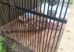В зоопарке Алматы отказываются выполнять рекомендации московского ветеринара