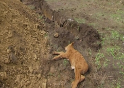 Причину гибели скота в Актюбинской области до сих пор не могут выяснить 