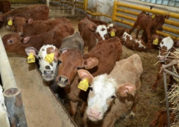 В Карагандинской области гибнет скот: пало 145 коров, 80 ягнят и козлят (ВИДЕО)