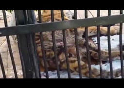 В алматинском зоопарке умерла тигрица Куралай