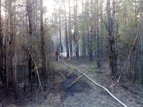 В Костанайской области горит сосновый лес