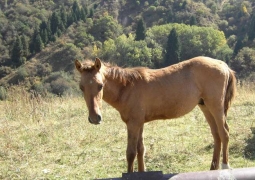 9-летнего мальчика в пригороде Павлодара убила лошадь