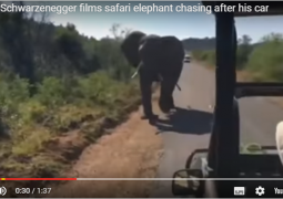 Cлон напал на машину Арнольда Шварценеггера в Африке (ВИДЕО)