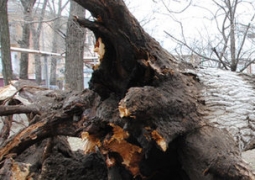 В Акмолинской области упавшее дерево насмерть придавило двух мужчин 