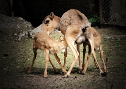 Впервые в алматинском зоопарке у пары сайгаков появились малыши
