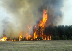 Почти 120 миллионов тенге составил ущерб от лесных пожаров, - МСХ 