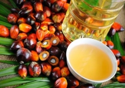 Популярная наука: Шокирующие и печальные факты про пальмовое масло