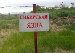 В МЗСР назвали источник сибирской язвы в Павлодарской области 