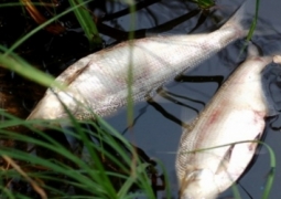В МСХ назвали причины гибели рыбы в Иртыше