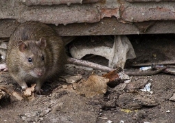 Названы причины увеличения количества крыс на улицах Алматы