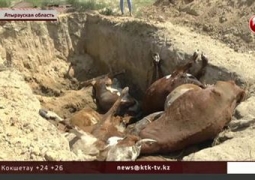 Болезнь губит скот в Атырауской области, объявлен карантин