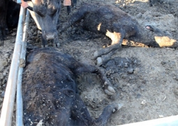 В МСХ рассматривают возможность выплаты компенсации за погибший скот в Атырауской области