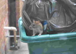 Крысы атакуют микрорайоны Тараза
