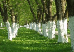В Алматы больше не будут белить деревья