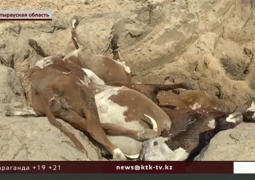 В Атырауской области продолжается падеж скота из-за эпидемии нодулярного дерматита