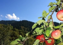 Международные производители плодоовощной продукции  соберутся в Алматы
