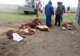 Число павшего от нодулярного дерматита скота достигло 790 голов в Атырауской области