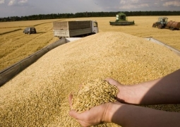 470 тысяч тонн зерновых собрали в ЮКО