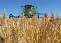 В Казахстане уменьшат посевные площади пшеницы