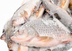 Шардаринская замороженная рыба завоевывает рынки Европы