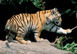 Найденного на трассе тигренка передали алматинскому зоопарку