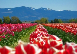 Тюльпаны сорта "Президент Назарбаев" будут выращивать в Экибастузе
