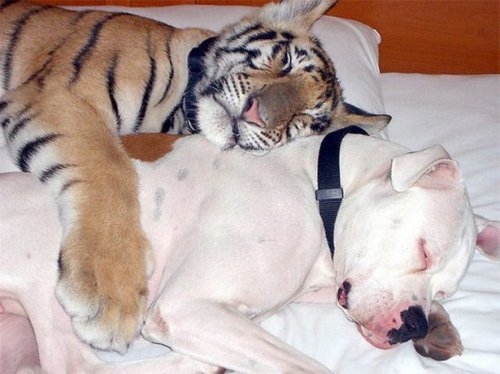 Невероятная дружба животных. А люди могут так дружить?!