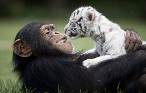 Невероятная дружба животных. А люди могут так дружить?!
