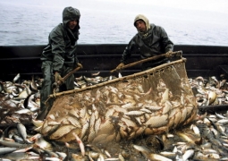 В Казахстане объем рыбоводства составляет 2%