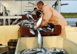 Казахстан экспортирует рыбную продукцию на 80 миллионов долларов 