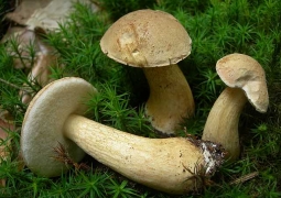 Мать и трое детей отравились грибами и скончались