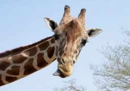 Установлены подозреваемые в смерти жирафа в алматинском зоопарке