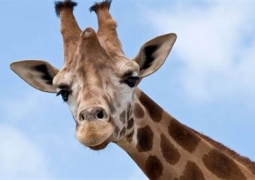 Лживую информацию о причине смерти жирафа опубликовали хакеры, - администрация зоопарка Алматы 