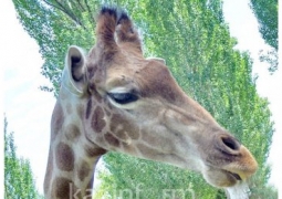 Ветеринары  рассказали о причинах смерти жирафа Мелмана в зоопарке Алматы
