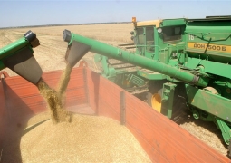 Северо-Казахстанская область экспортирует порядка 1,5 млн тонн зерна 