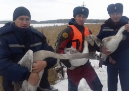 16 лебедей освободили из ледового плена в СКО