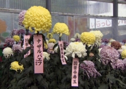 Новый сорт хризантем в честь Нурсултана Назарбаева вывели в Японии к его приезду