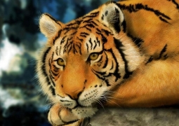 Туранские тигры вернутся в Казахстан