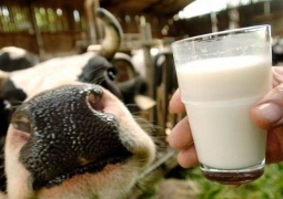 В СКО откроют четыре молочных комплекса 