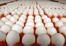 Яйца, молоко и мясо экспортирует СКО в Россию 