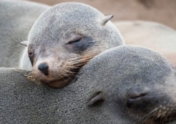 Сотни тюленей погибли на Каспии из-за длительных штормов