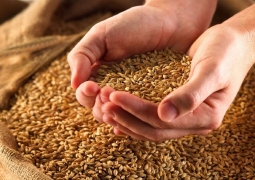 Около 7 млн тонн зерна экспортировал Казахстан 