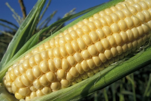 До 10 тысяч тонн кукурузы в год может перерабатывать предприятие из ЮКО