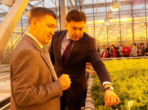 Не имеющую аналогов в Казахстане новую линию по выращиванию салата в Акмолинской области