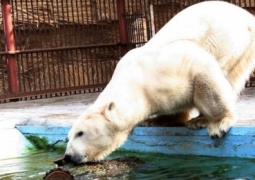 В зоопарке Алматы у белого медведя проблемы со здоровьем