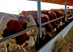 Депутаты обеспокоены сокращением субсидий на традиционное животноводство