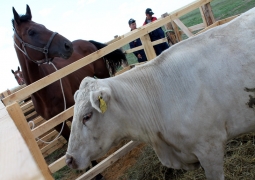 Более 1 млн голов скота исследовали в Северном Казахстане 
