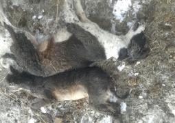 Собак породы тазы истребили как бродячих в Павлодарской области