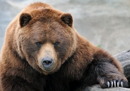 В Восточном Казахстане медведи истребляют лосей