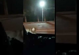 В Алматы по улице бегает волк (ВИДЕО)